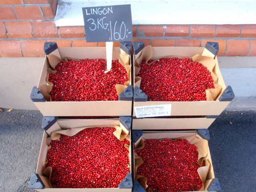 Lingonberry.